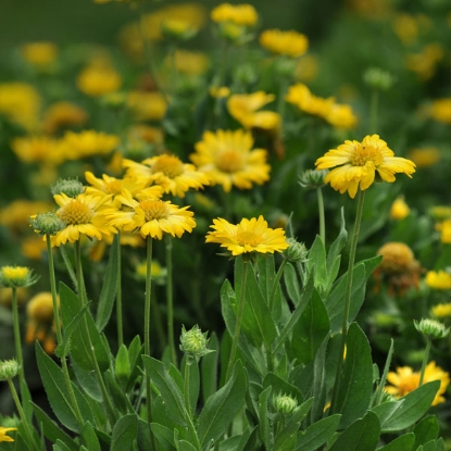 Picture of Gaillardia - Mesa Yellow F1
